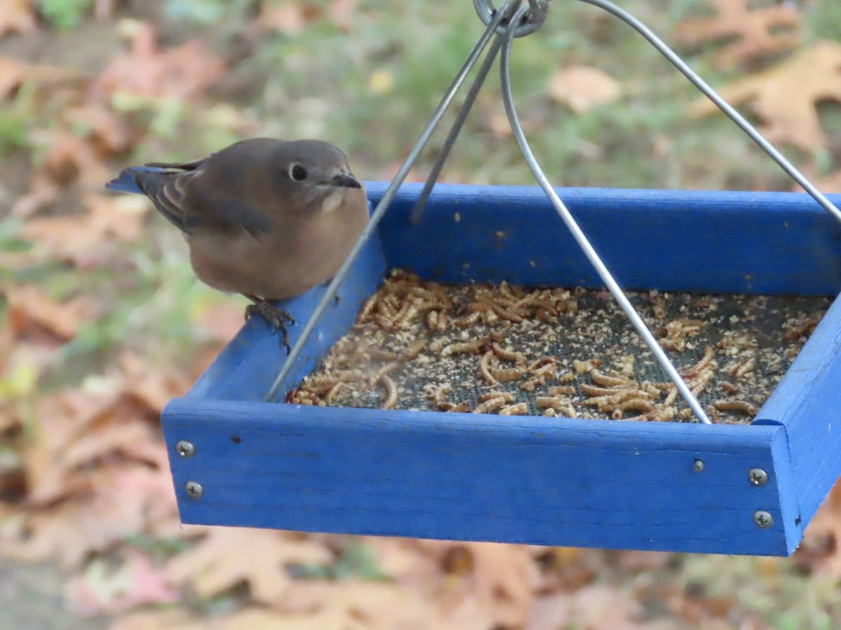 Doğulu Mavi Ardıç - ML644823771