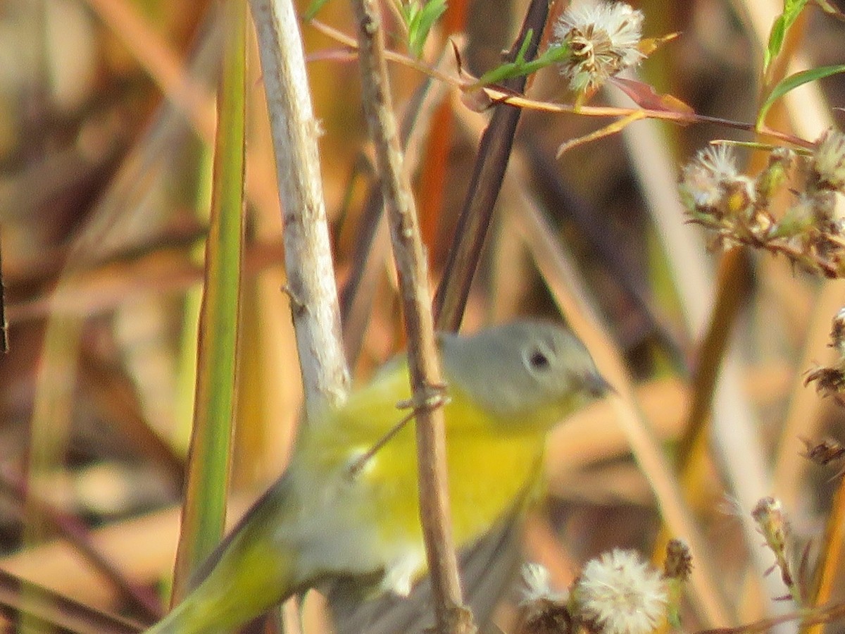 lesňáček rezavokorunkatý - ML644823776