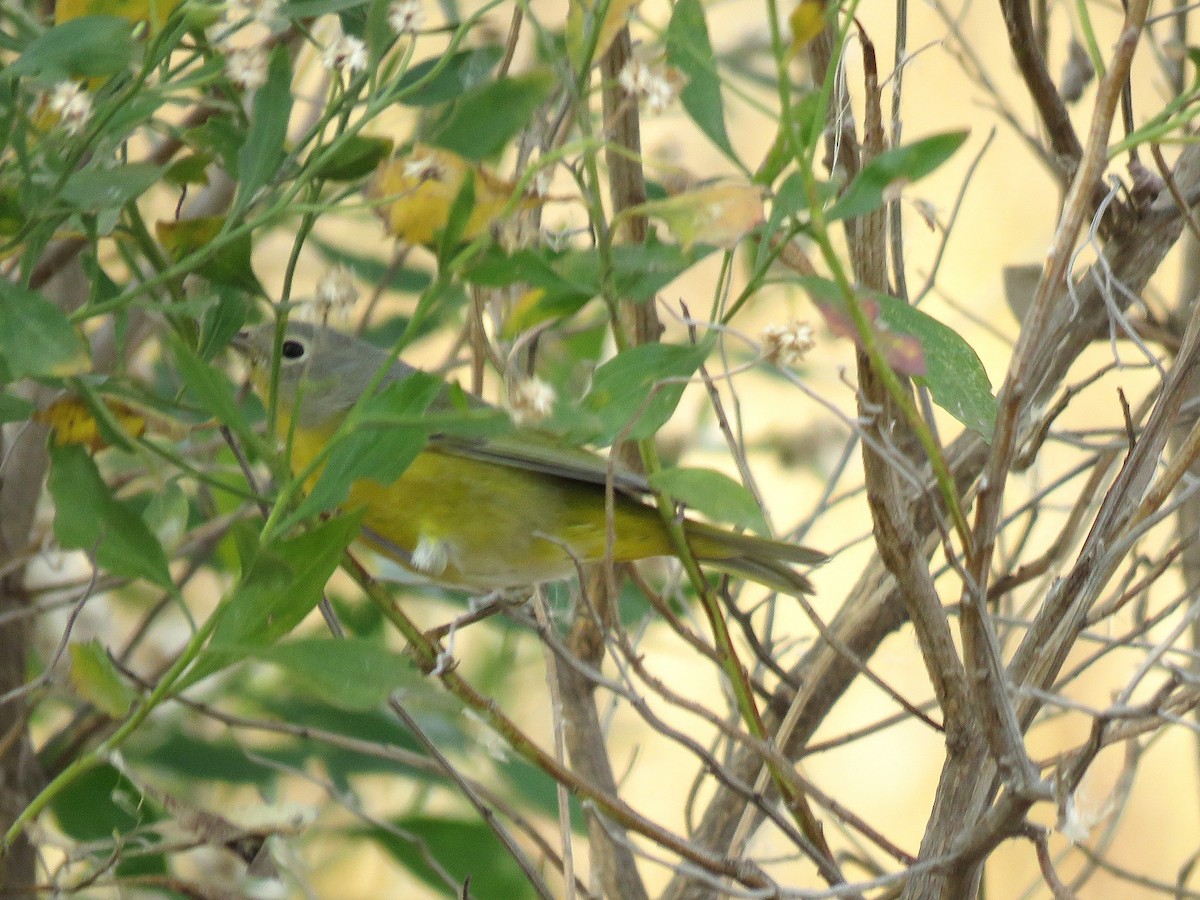 lesňáček rezavokorunkatý - ML644823777