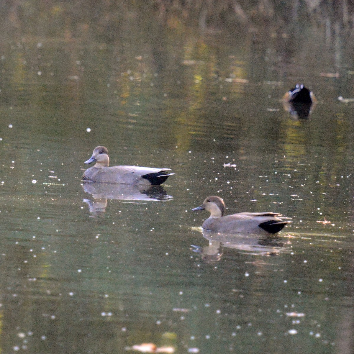 Серая утка - ML644823803