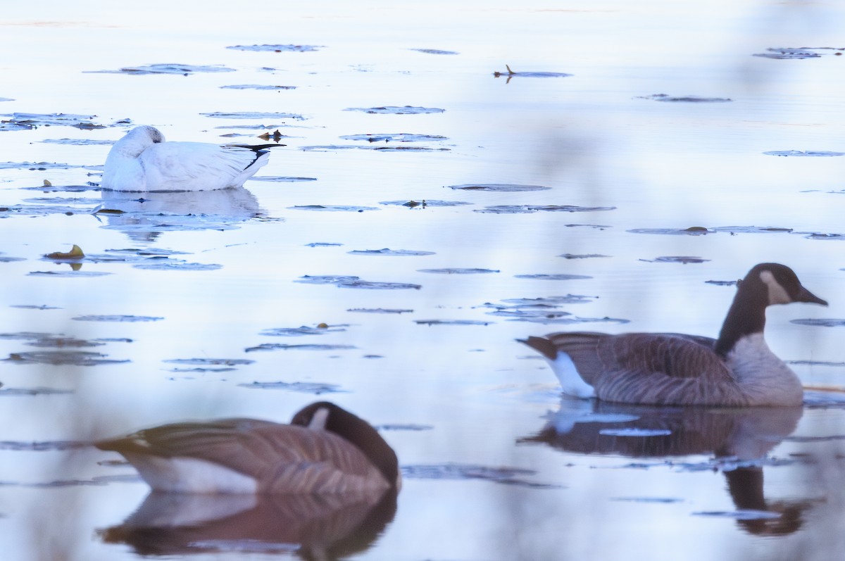 Ross's Goose - ML644823819