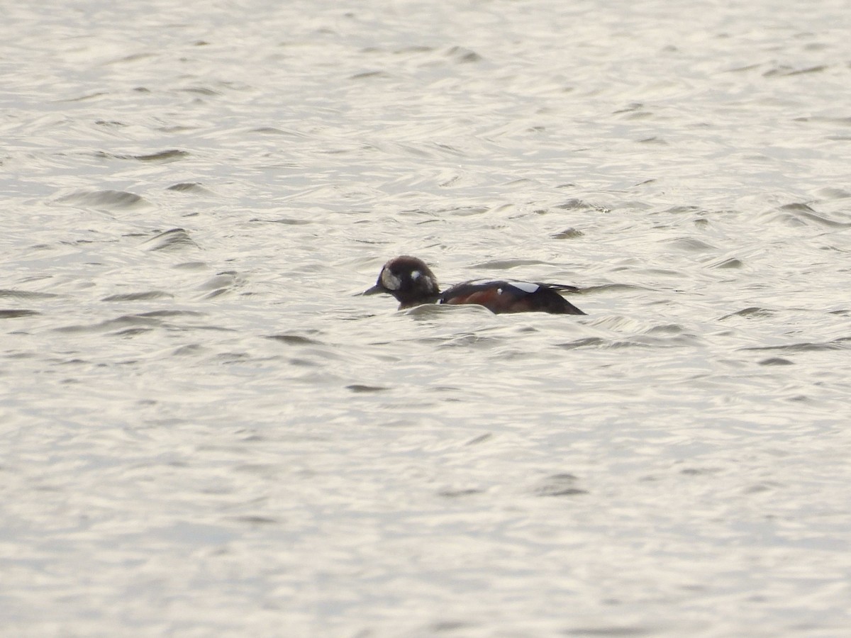 Harlequin Duck - ML644823821