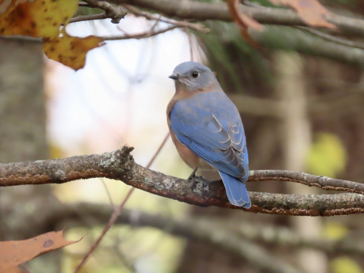 Doğulu Mavi Ardıç - ML644823822