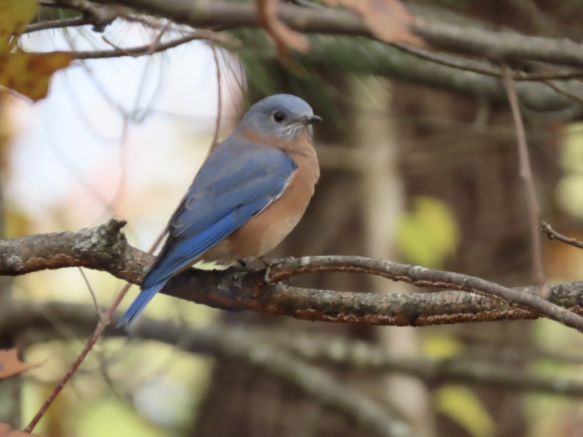 Doğulu Mavi Ardıç - ML644823823