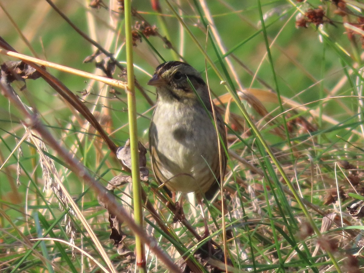 Bruant des marais - ML644823832