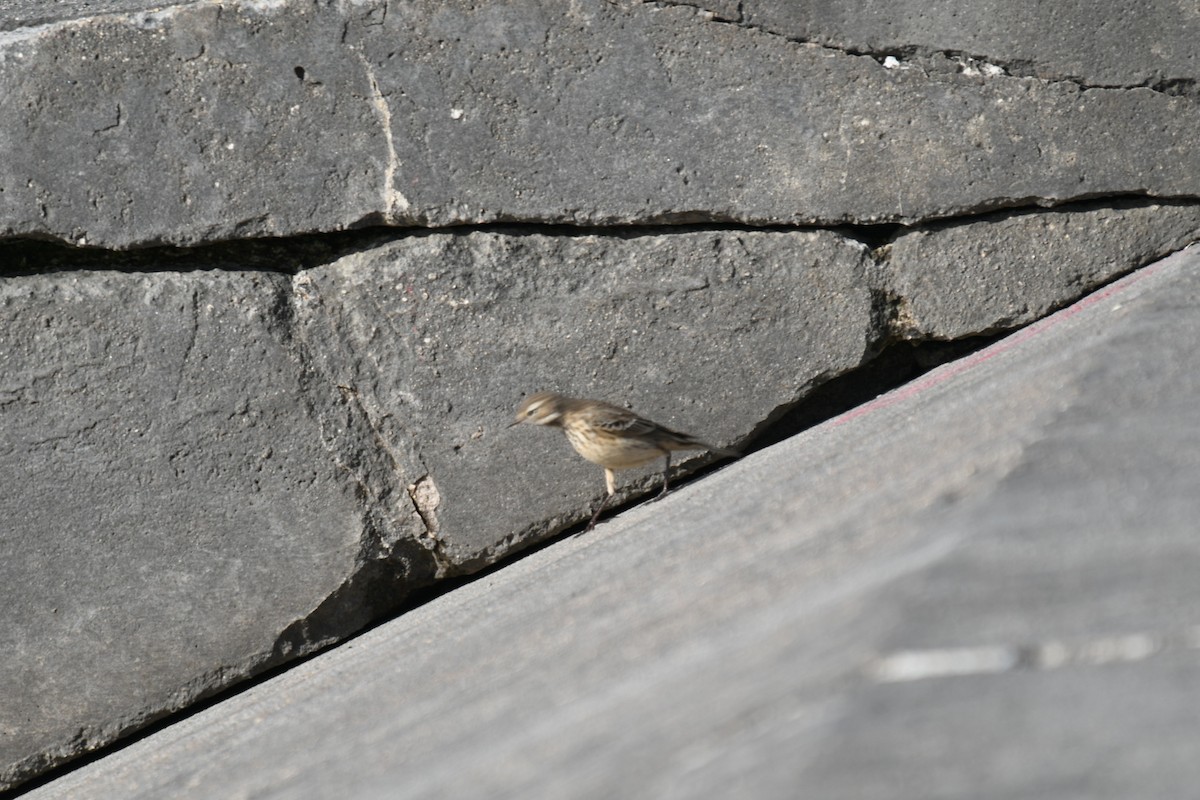 Pipit d'Amérique - ML644823837