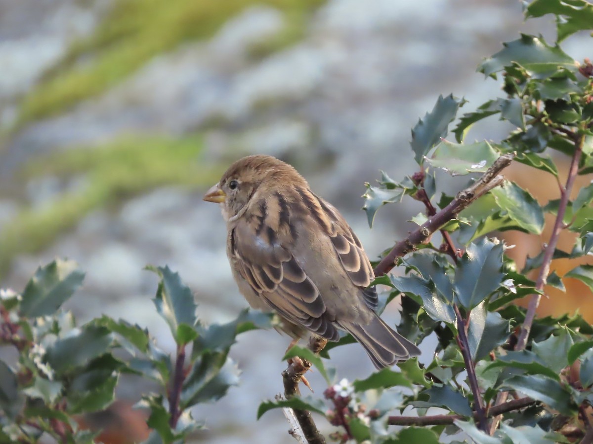 House Sparrow - ML644823845
