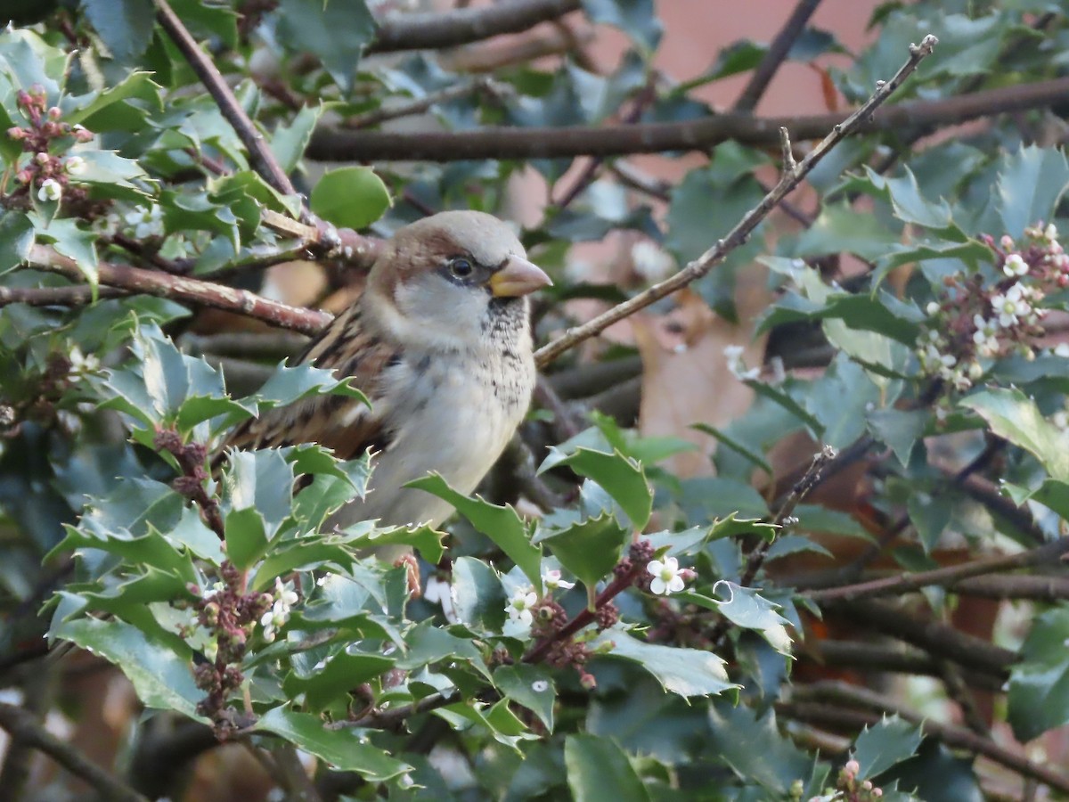 House Sparrow - ML644823846