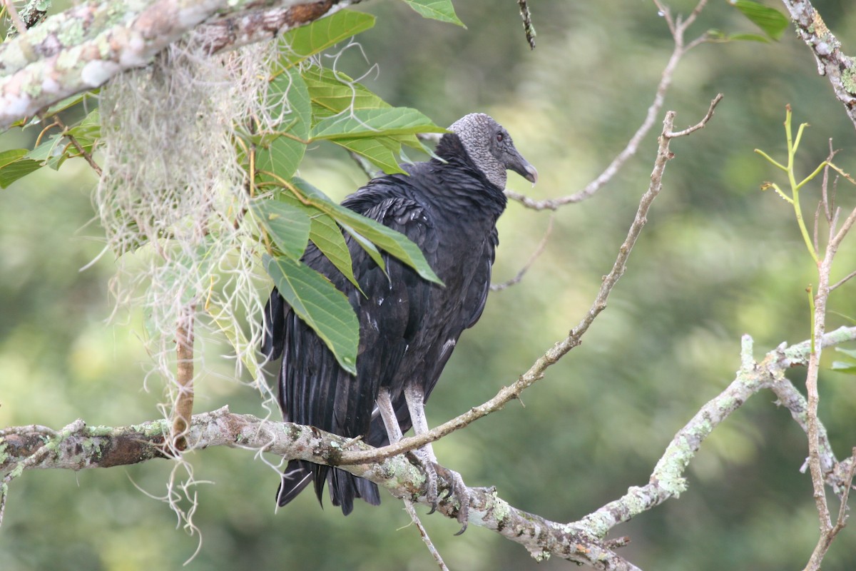 Чёрная катарта - ML644823868