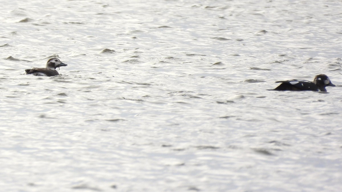 Harlequin Duck - ML644823869