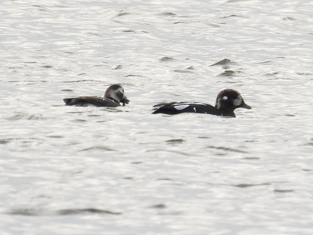 Harlequin Duck - ML644823879