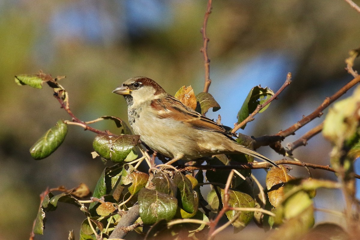 House Sparrow - ML644823881