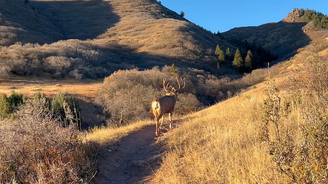 黑尾鹿 - ML644823888