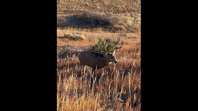 黑尾鹿 - ML644823891