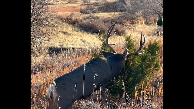 黑尾鹿 - ML644823901