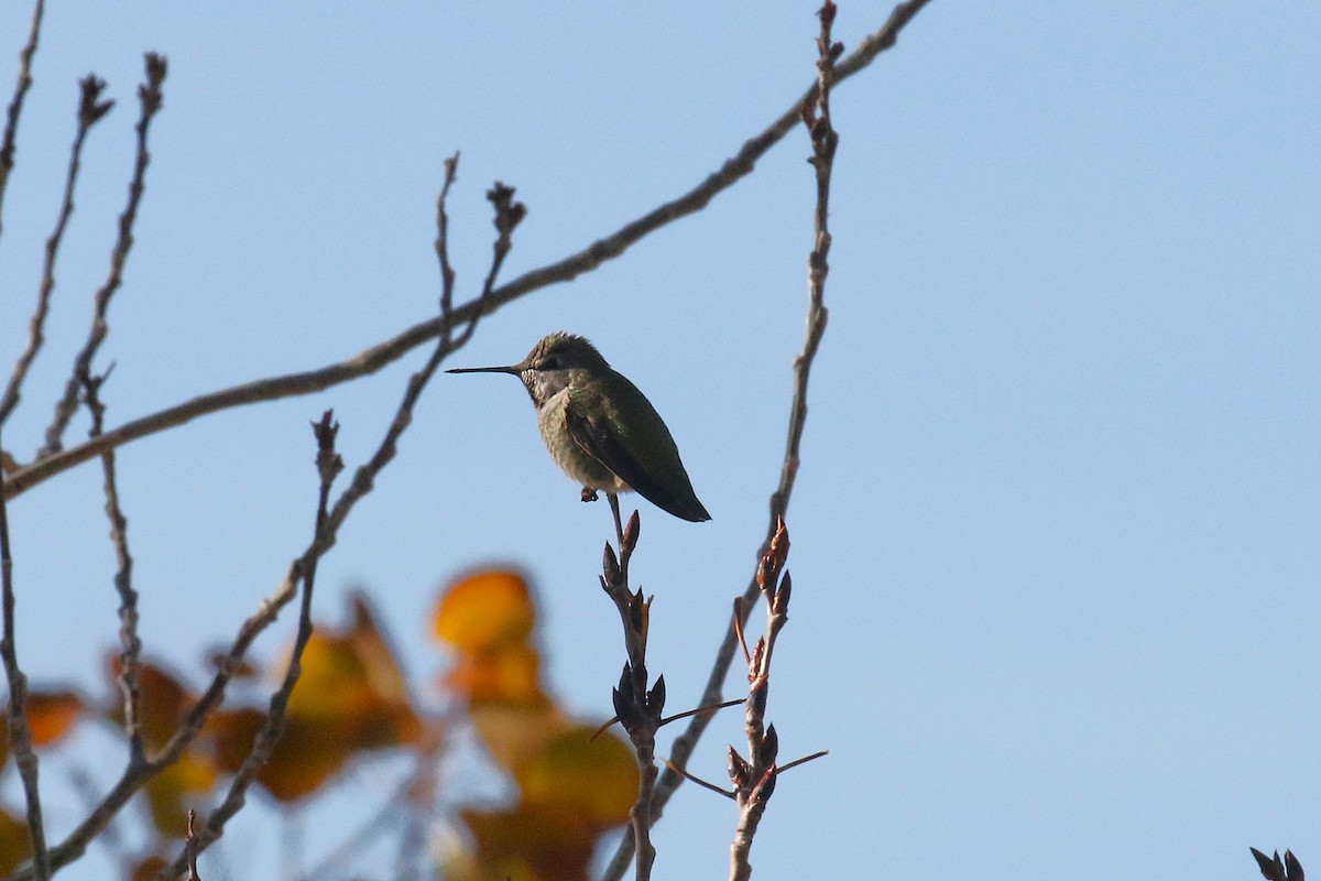 rødmaskekolibri - ML644823905