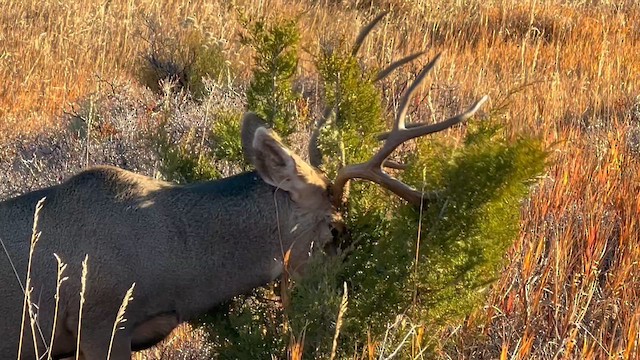 黑尾鹿 - ML644823908