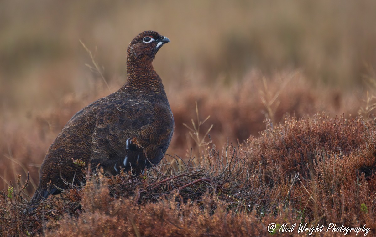 Red Grouse - ML644823914