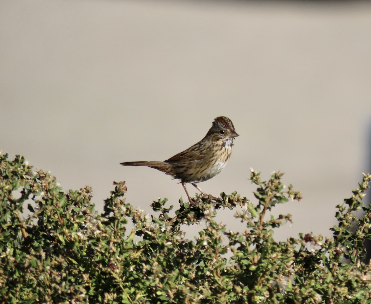 Lincoln's Sparrow - ML644823921
