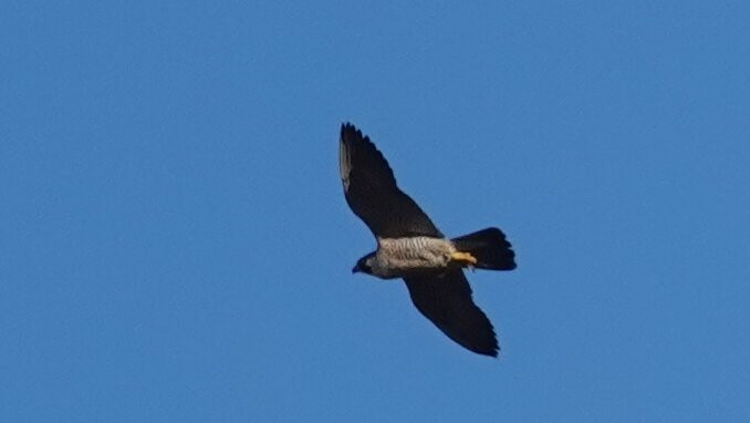 Peregrine Falcon - ML644823925