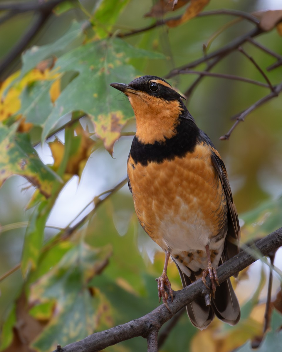 Varied Thrush - ML644823933