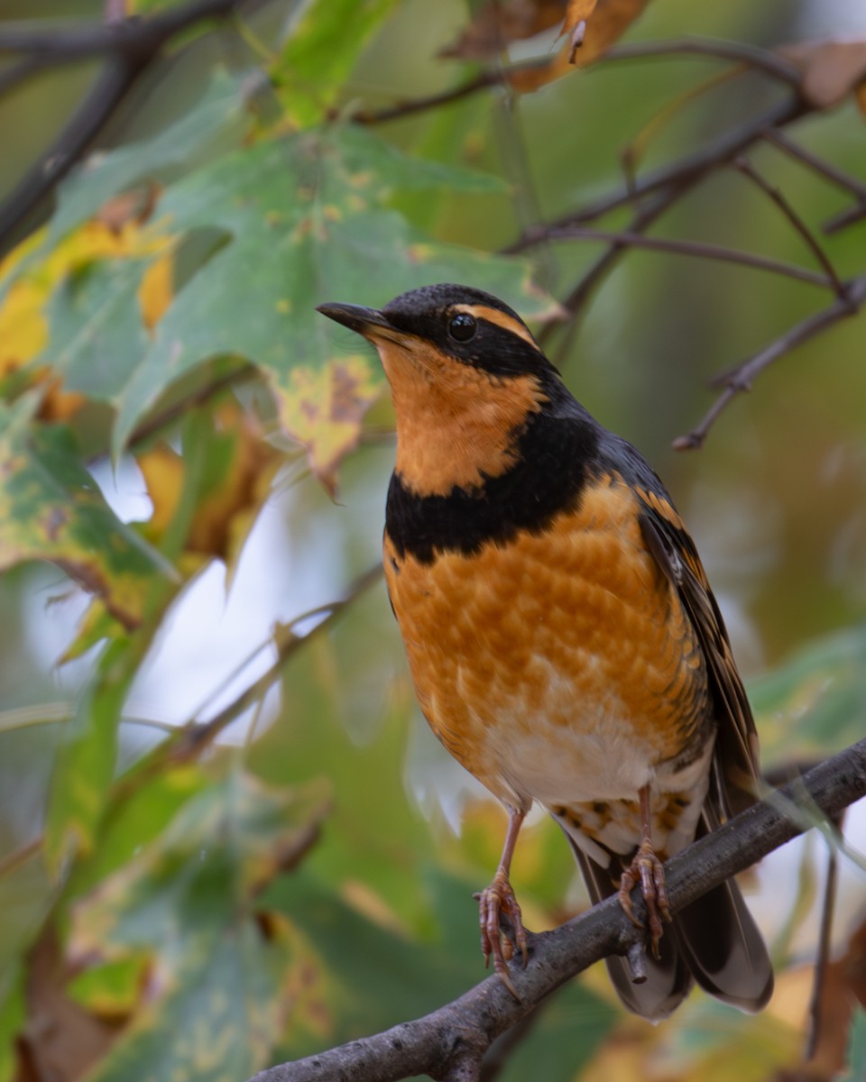 Varied Thrush - ML644823934