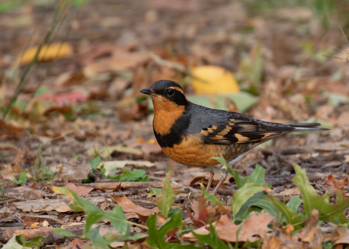 Varied Thrush - ML644823935