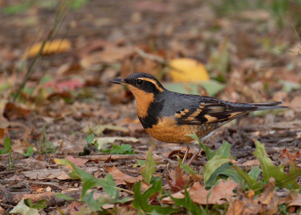 Varied Thrush - ML644823936
