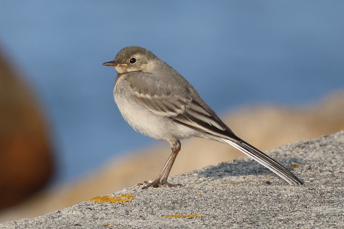 konipas bílý - ML644823938