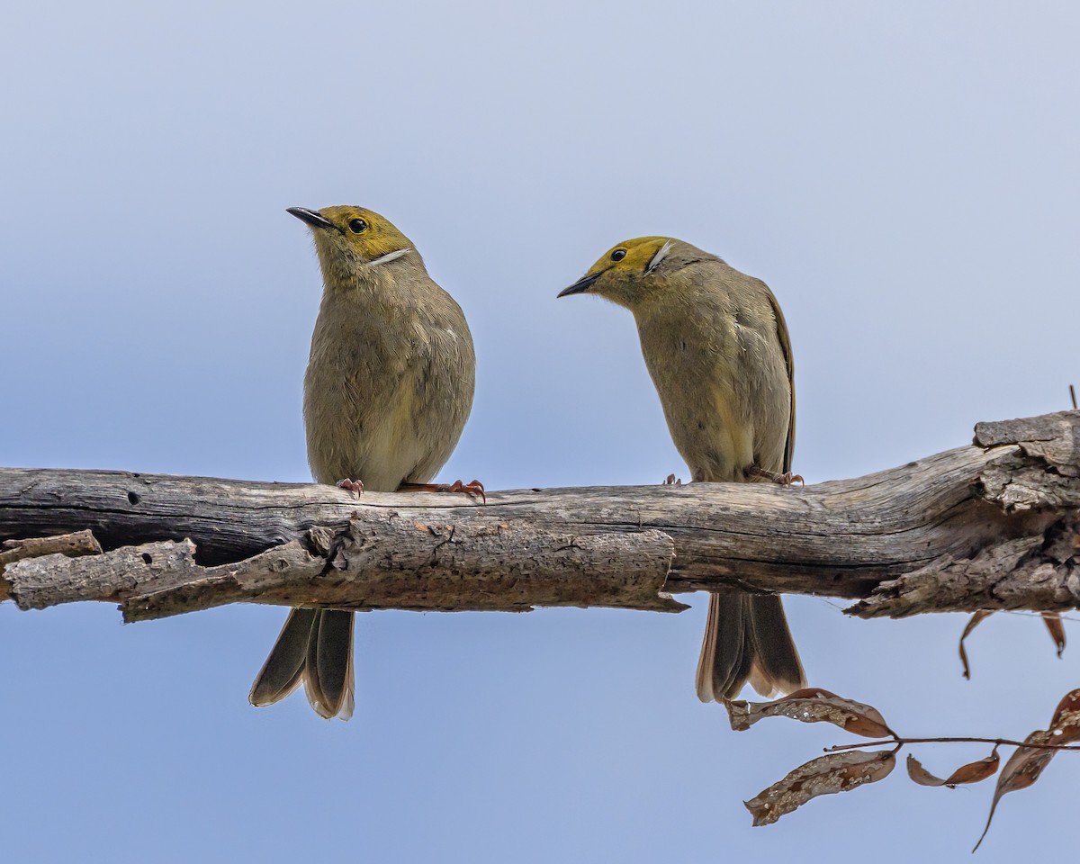 White-plumed Honeyeater - ML644823941