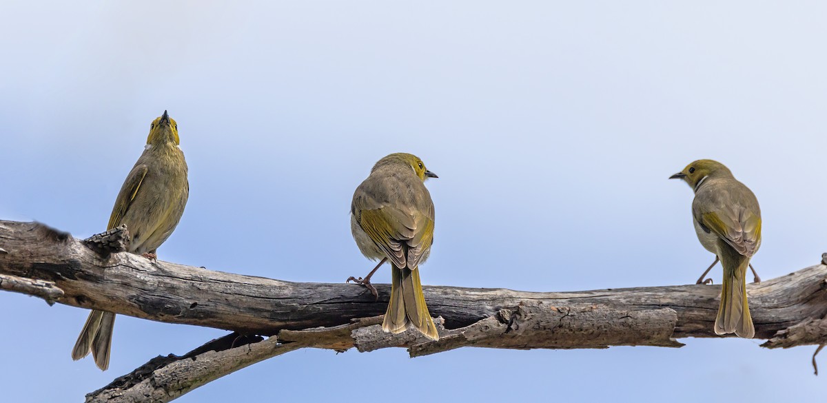 White-plumed Honeyeater - ML644823942