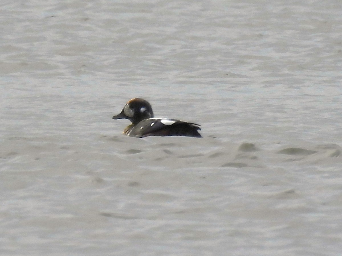 Harlequin Duck - ML644823946