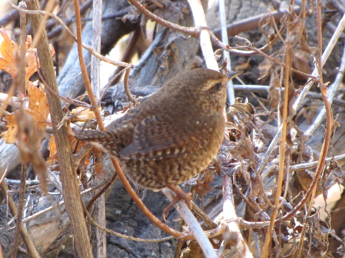 Pacific Wren - ML644823970