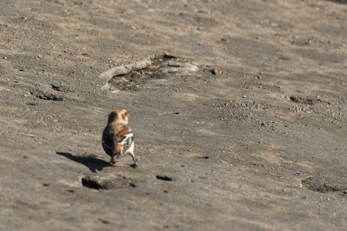 Plectrophane des neiges - ML644823974