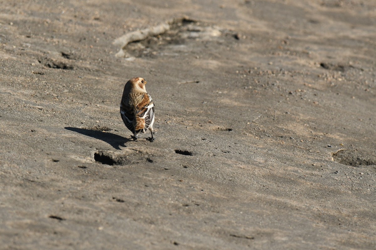 Plectrophane des neiges - ML644823975
