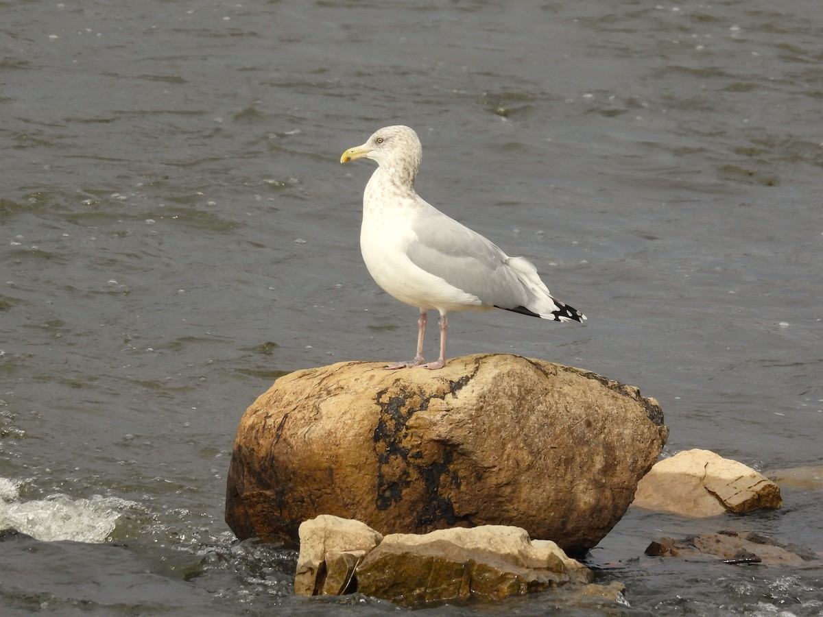 American Herring Gull - ML644823980
