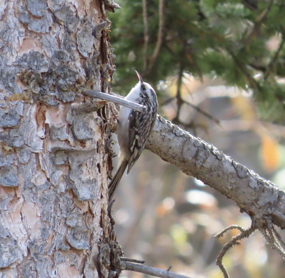 Gerri-txori amerikarra - ML644823982