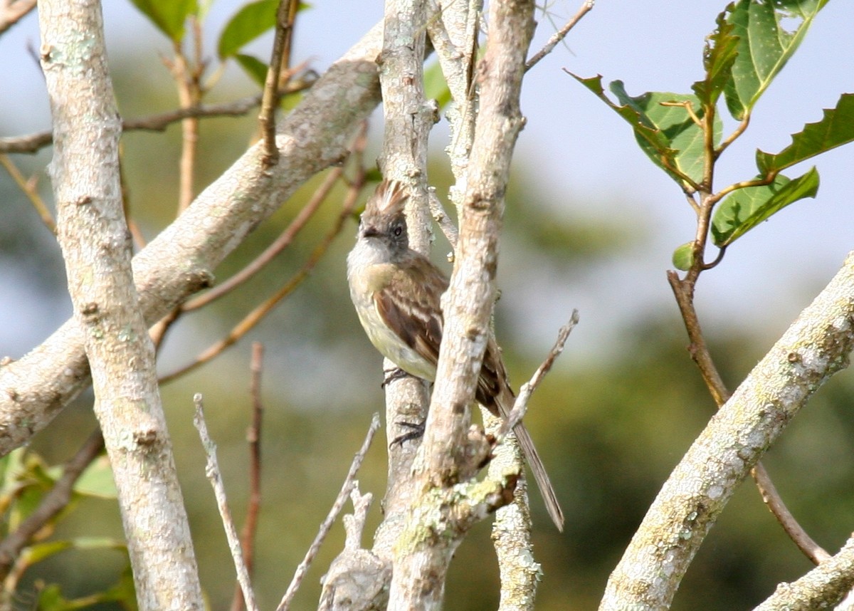 Желтобрюхая эления - ML644823986