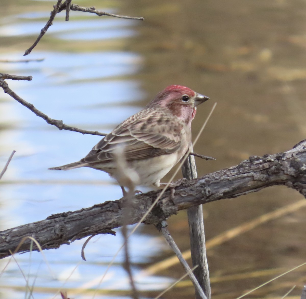 Cassin's Finch - ML644823988