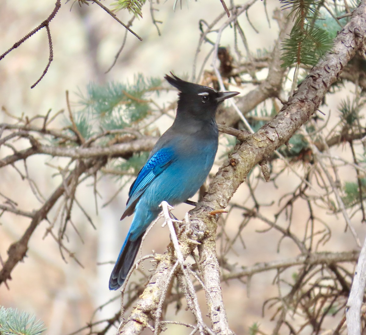 Steller's Jay - ML644824012