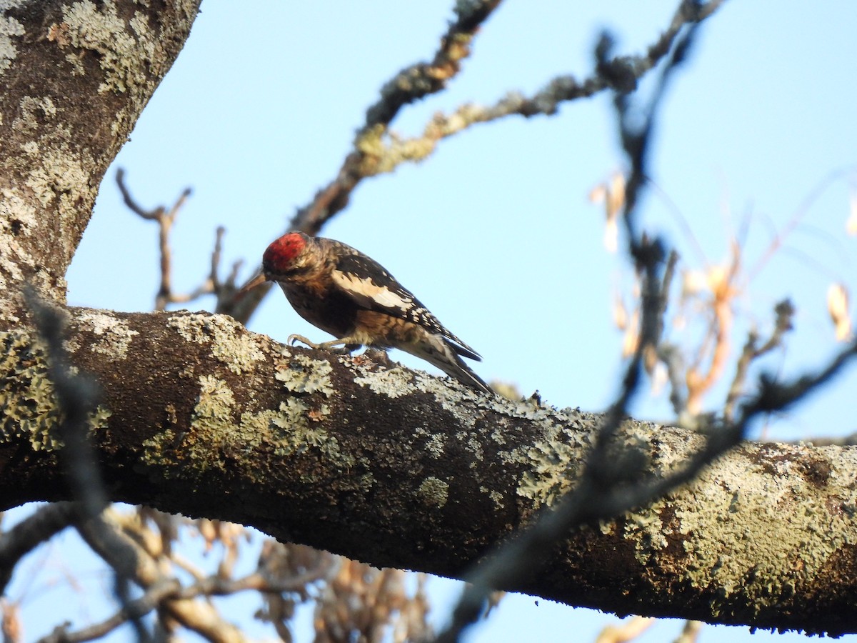 Sarı Karınlı Ağaçkakan - ML644824027