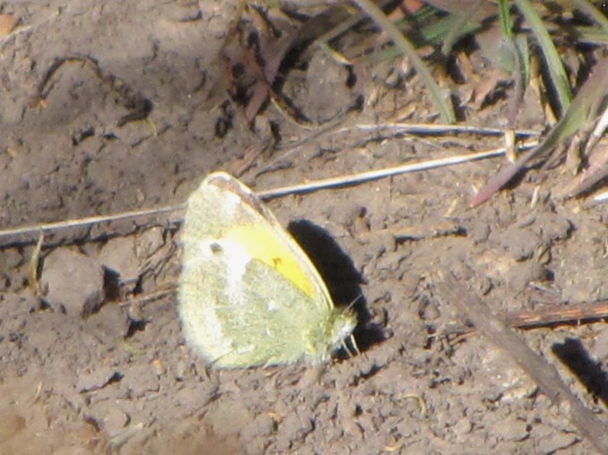 Dainty Sulphur - ML644824035