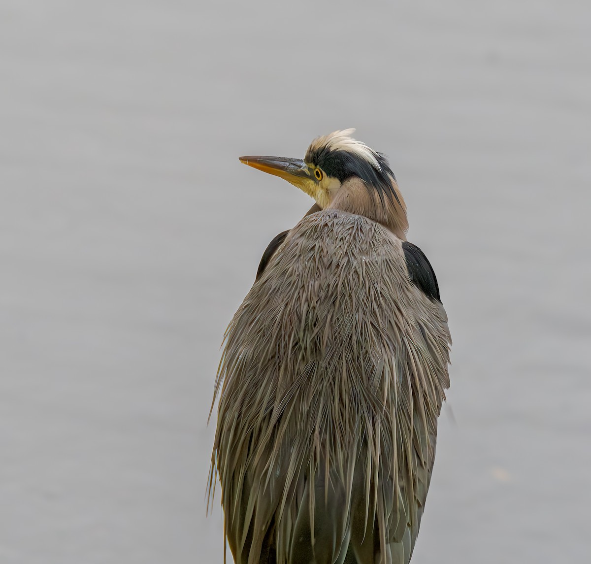 volavka velká - ML644824058