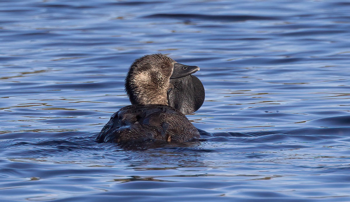 Musk Duck - ML644824107