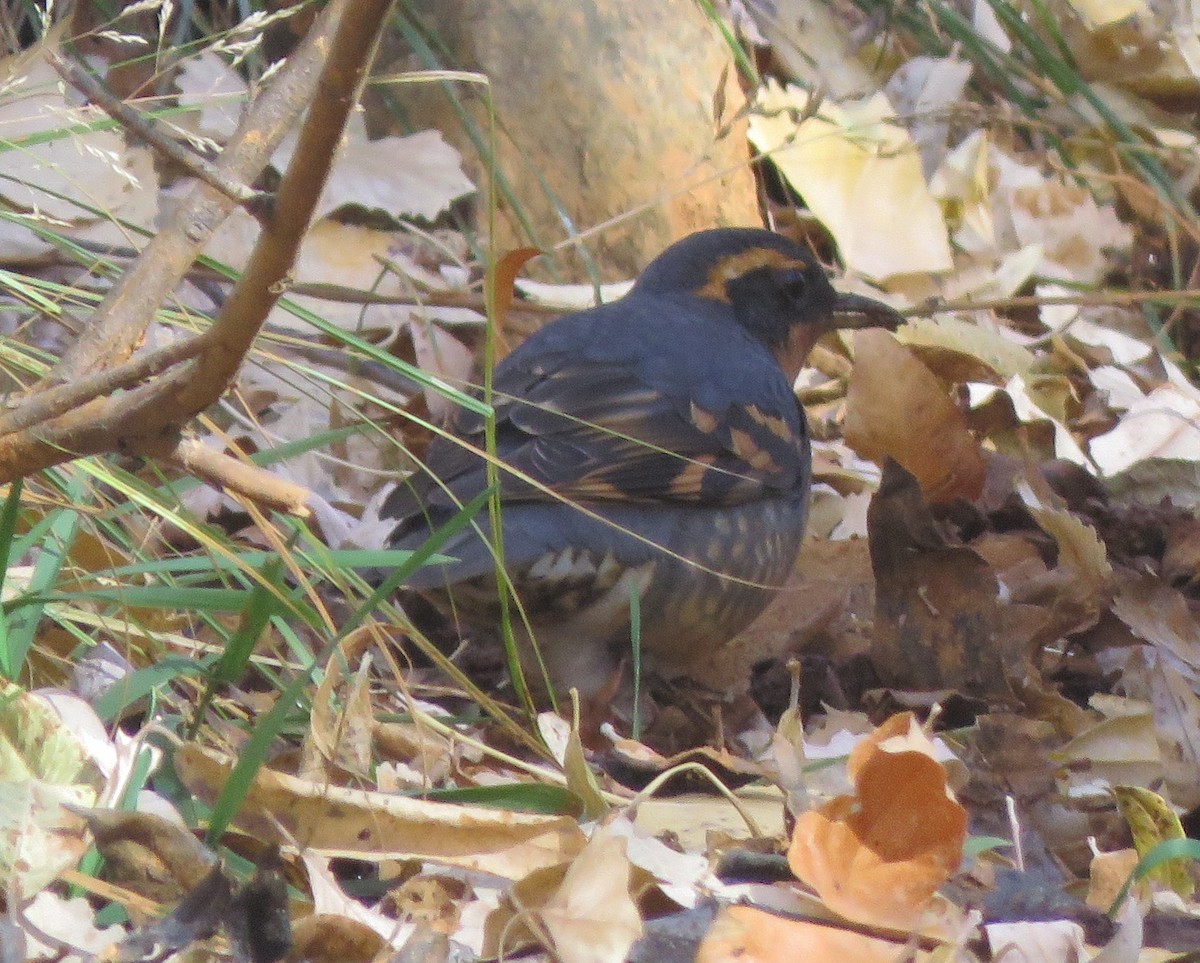 Varied Thrush - ML644824112