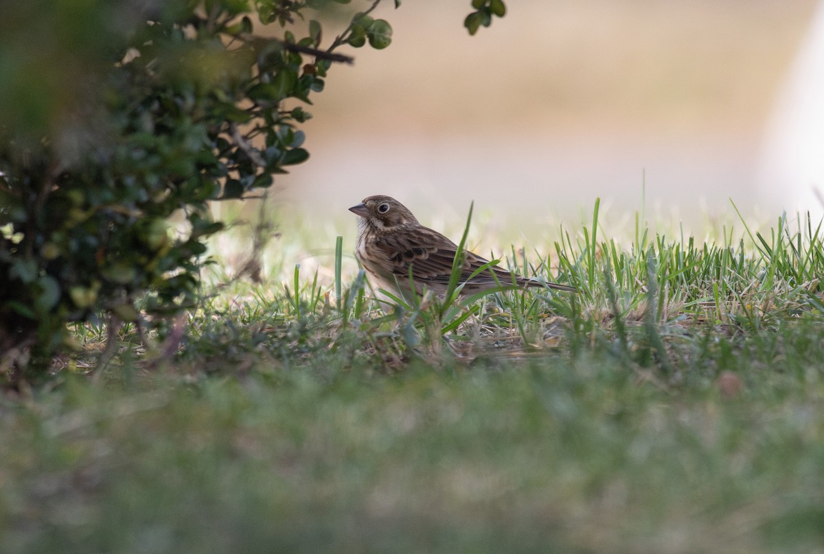 Vesper Sparrow - ML644824124