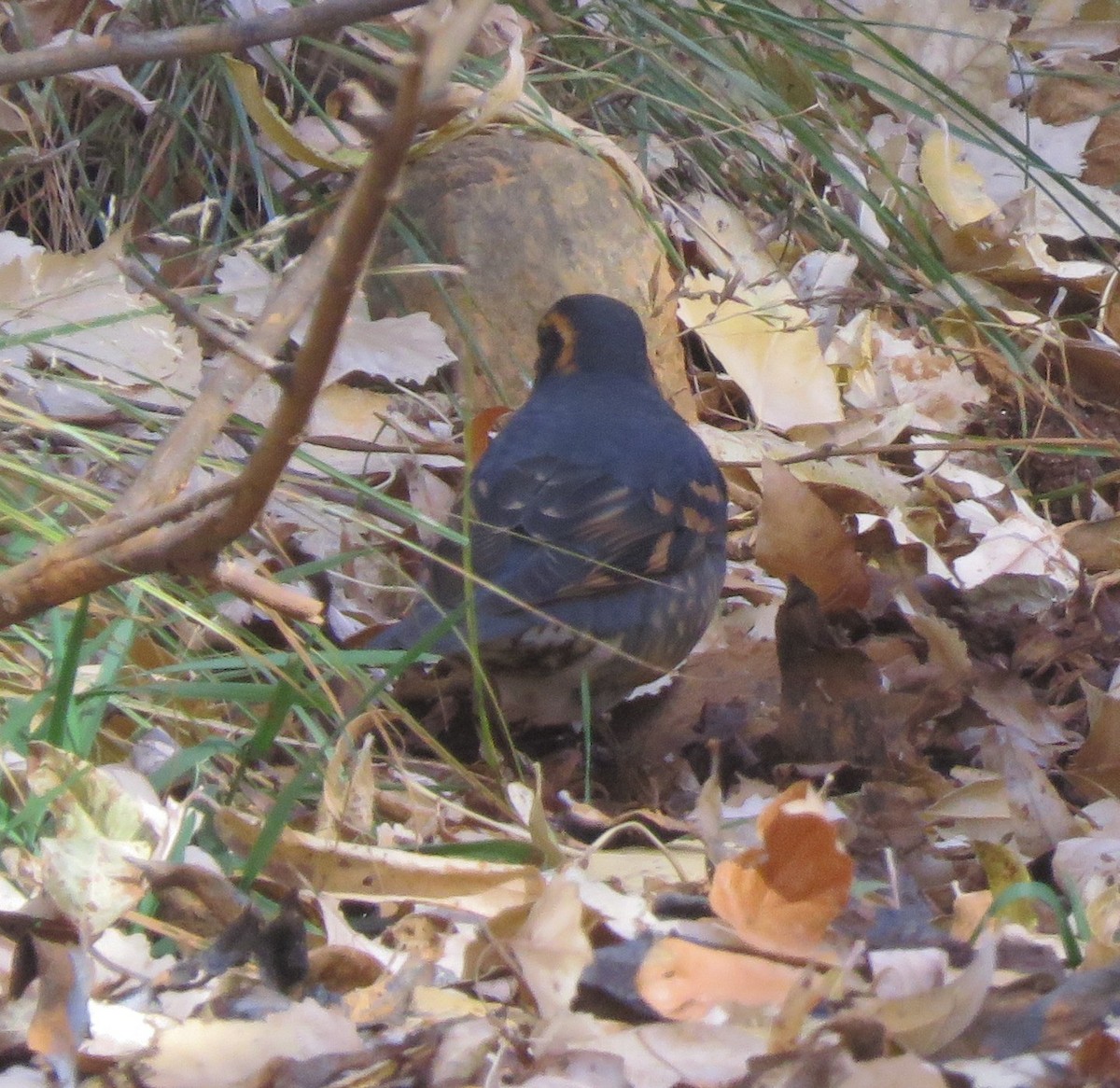 Varied Thrush - ML644824125