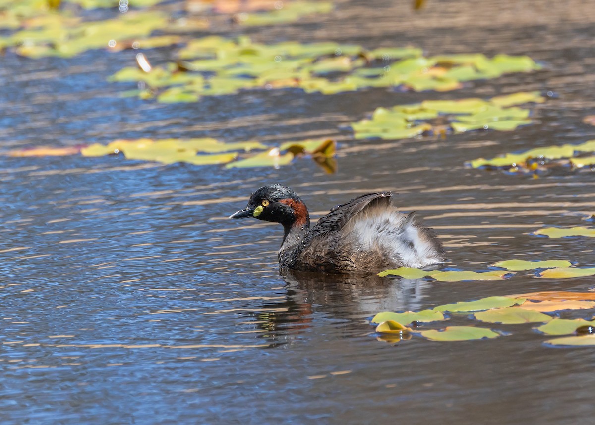Australasian Grebe - ML644824126