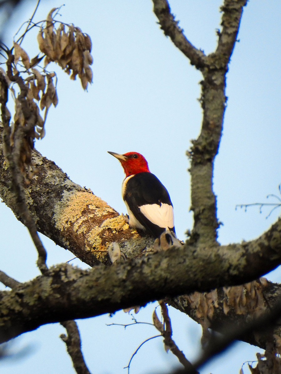 Red-headed Woodpecker - ML644824127