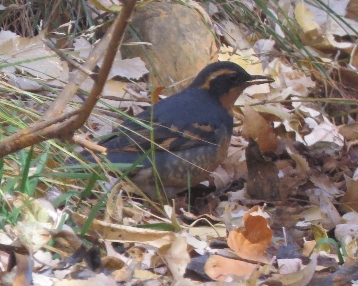 Varied Thrush - ML644824128